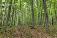 Buchenwald 36