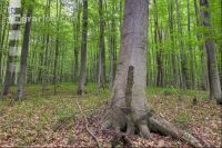 Buchenwald 37