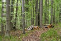 Buchenwald 38