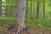 Buchenwald 39