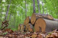 Buchenwald 41