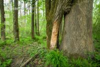 Auwald 2