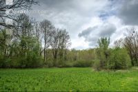 Auwald 12