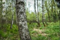 Moorwald 8