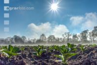 Morgennebel und Sonne 8
