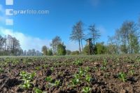 Morgennebel und Sonne 9