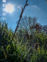 Spinnennetz im Gegenlicht 3