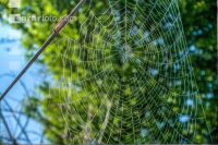 Spinnennetz im Gegenlicht 2