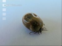 Ixodes ricinus 1