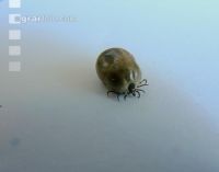 Ixodes ricinus 2