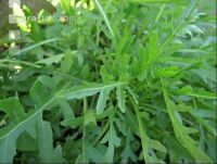 Rucola