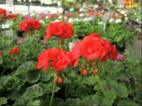 Blumenverkauf im Gewächshaus 1