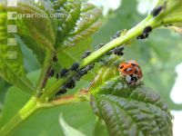 Ladybird plant louses 6