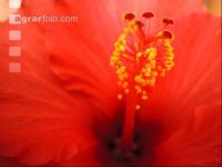 Hibiskus 2