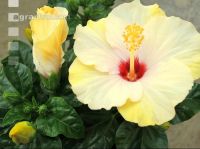 Hibiskus 1