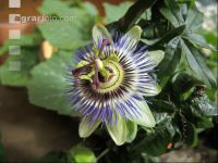 Passionsblume 3