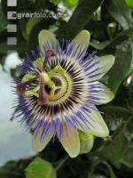 Passionsblume 2