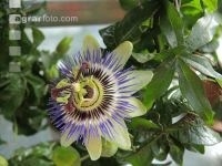 Passionsblume 1