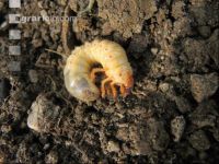White grub 2