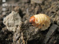 White grub 3