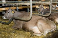 Liegeboxen mit Stroh 1