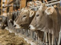 Braunvieh Holstein Milchvieh 18