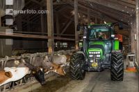 Braunvieh Holstein Milchvieh 17