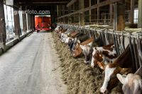 Braunvieh Holstein Milchvieh 16