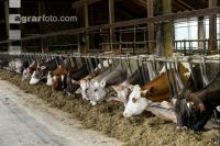 Braunvieh Holstein Milchvieh 15