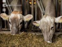 Braunvieh Holstein Milchvieh 13
