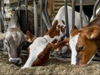 Braunvieh Holstein Milchvieh 12
