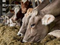 Braunvieh Holstein Milchvieh 11