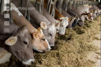 Braunvieh Holstein Milchvieh 10