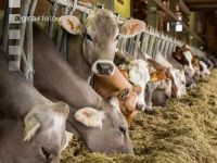 Braunvieh Holstein Milchvieh 9