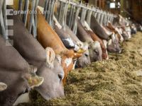 Braunvieh Holstein Milchvieh 8