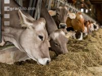 Braunvieh Holstein Milchvieh 7