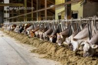 Braunvieh Holstein Milchvieh 6