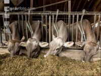 Braunvieh Holstein Milchvieh 3