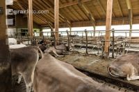 Braunvieh Holstein Milchvieh 2