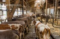 Braunvieh Holstein Milchvieh 1