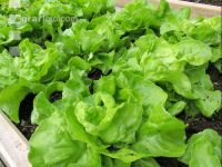 Salatbeet 3