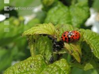 Asian ladybird 7
