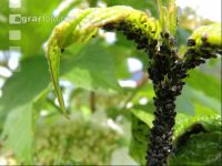 Black louse 2