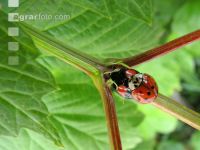 Asian ladybird 8