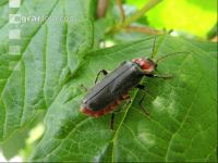 Cantharis fusca