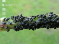 Black louse 4