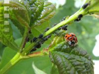 Asian ladybird 9