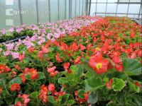 Blumenverkauf im Gewächshaus 10