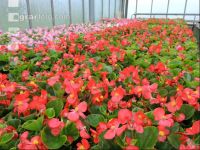 Blumenverkauf im Gewächshaus 9