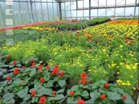 Blumenverkauf im Gewächshaus 8